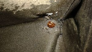 Bed_bugs_having_sex_and_their_eggs
